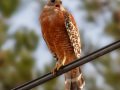 Red-shouldered Hawk - Kelly Ave, Ramona, San Diego, California, 7/30/2012