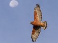 Red-shouldered Hawk - Kelly Ave, Ramona, San Diego, California, 10/4/2012