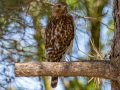 Red-shouldered Hawk - Dos Picos County Park, Ramona, San Diego County, California 4/18/2013