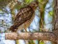 Red-shouldered Hawk - Dos Picos County Park, Ramona, San Diego County, California 4/18/2013