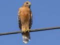 Red-shouldered Hawk - Kelly Ave, Ramona, San Diego, California, 11/14/2013