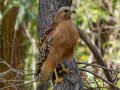 Red-shouldered Hawk - Dos Picos County Park, Ramona, San Diego County, California 5/19/2014