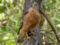 Red-shouldered Hawk - Dos Picos County Park, Ramona, San Diego County, California 5/19/2014