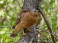Red-shouldered Hawk - Dos Picos County Park, Ramona, San Diego County, California 5/19/2014