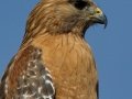 Red-shouldered Hawk - Kelly Ave, Ramona, San Diego, California, 12/3/2013