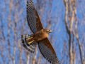 Red-shouldered Hawk - Boundary Ave., Ramona, San Diego County, California 2/13/2014