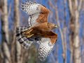 Red-shouldered Hawk - Boundary Ave., Ramona, San Diego County, California 2/13/2014