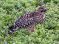 Red-shouldered Hawk - 2138 Kelly Ave., Ramona, San Diego County, California 7/20/2015