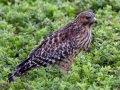 Red-shouldered Hawk - 2138 Kelly Ave., Ramona, San Diego County, California 7/20/2015