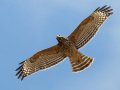 Red-shouldered Hawk - Ramona Grasslands Preserve, San Diego, California, 4/9/2018