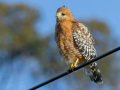 Red-shouldered Hawk - Kelly Ave, Ramona, San Diego, California, 12/3/2013