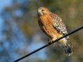 Red-shouldered Hawk - Kelly Ave, Ramona, San Diego, California, 12/3/2013