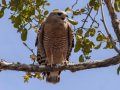Red-shouldered Hawks -Luelf Pond Preserve, Ramona, San Diego, California, 3/20/2018
