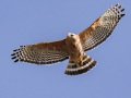 Red-shouldered Hawk - Ramona Grasslands Preserve, San Diego, California, 4/9/2018