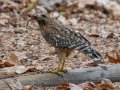 Red-shouldered Hawk - Dos Picos County Park, Ramona, San Diego County, California 11/24/2018