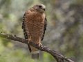 Red-shouldered Hawks -Luelf Pond Preserve, Ramona, San Diego, California, 4/12/2018
