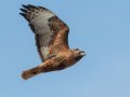 Red-tailed Hawk - Intermediate Rufous Morph, Ramona Grasslands, Rangeland Road, Ramona, California, 1/21/2016