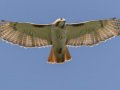 Red-tailed Hawk - (Fuertes (B. j. fuertesi) - Ramona Grasslands, Rangeland Road, Ramona, California, 6/3/2016