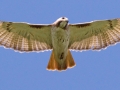Red-tailed Hawk - Fuertes (B. j. fuertesi)