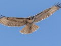 Red-tailed Hawk - (Fuertes (B. j. fuertesi) - Ramona Grasslands, Rangeland Road, Ramona, California, 8/8/2016