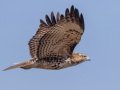 Red-tailed Hawk - Juvenile - Ramona Grasslands Preserve, Wildflower Loop, Rangeland Road, Ramona, California,12/20/2016