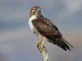 Red-tailed Hawk - Juvenile, Ramona Grasslands Preserve, Wildflower Loop, Rangeland Road, Ramona, California, 1/3/2016