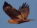 Red-tailed Hawk - Dark Intermediate Rufous Morph