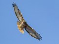Red-tailed Hawk - Ramona Grasslands Preserve, Wildflower Loop, Ramona, California, 1/15/2018