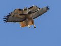 Red-tailed Hawks - Ramona Grasslands, Rangeland Road, Ramona, California, Feb 11, 2018