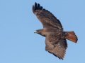 Red-tailed Hawk - Dark Morph, Ramona Grasslands, Rangeland Road, Ramona, California, Jan 23, 2018