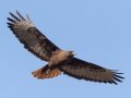 Red-tailed Hawk - Dark Morph, Ramona Grasslands, Rangeland Road, Ramona, California, Jan 23, 2018
