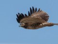 Red-tailed Hawk - Juvenile, Ramona Grasslands Preserve, Rangeland Road, Ramona, California, 1/24/2018