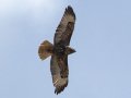 Red-tailed Hawk - Juvenile Dark Morph - Ramona Grasslands Preserve, Wildflower Loop, Rangeland Road, Ramona, California,12/20/2016