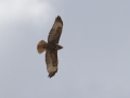 Red-tailed Hawk - Juvenile Dark Morph