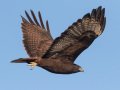 Red-tailed Hawk - Adult Dark Morph, (calurus/alascensis) - Ramona Grasslands, Rangeland Rd, Ramona, California, Jan 13, 2018