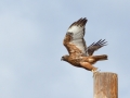 Red-tailed Hawk - Rufous Morph