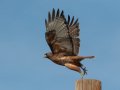 Red-tailed Hawk - Ramona Grasslands Preserve, Rangeland Road, Ramona, California,1/20/2018