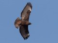 Red-tailed Hawk - Dark Morph, Ramona Grasslands, Rangeland Road, Ramona, California, 12/19/2017