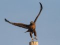 Red-tailed Hawk (calurus/alascensis) - Tijuana River Valley--Sunset Ave east of Hollister, San Diego, California,11/13/2019