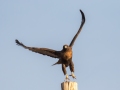 Dark Morph Red-tailed Hawk 1 - 2019-Nov-19