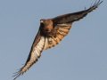 Red-tailed Hawk (calurus/alascensis) - Tijuana River Valley--Sunset Ave east of Hollister, San Diego, California,11/13/2019