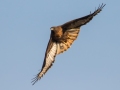 Dark Morph Red-tailed Hawk 2 - 2019-Nov-19