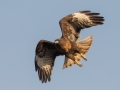 Dark Morph Red-tailed Hawk 3 - 2019-Nov-19