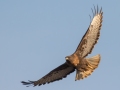 Dark Morph Red-tailed Hawk 4 - 2019-Nov-19