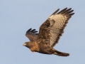 Dark Morph Red-tailed Hawk 5 - 2019-Nov-19