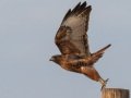 Red-tailed Hawk - Intermediate Rufous Morph, Ramona Grasslands, Rangeland Road, Ramona, California, 1/14/2018