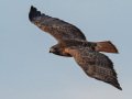 Red-tailed Hawk - Intermediate Rufous Morph, Ramona Grasslands, Rangeland Road, Ramona, California, 1/14/2018