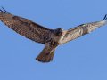 Red-tailed Hawk - Juvenile - Ramona Grasslands Preserve, Rangeland Road, Ramona, California,1/20/2017