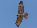 Red-tailed Hawk - Juvenile - Ramona Grasslands Preserve, Rangeland Road, Ramona, California,11/15/2019