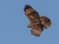 Red-tailed Hawk - Ramona Grasslands Preserve, Wildflower Loop, Ramona, California, 11/15/2019